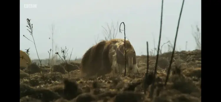 Giant anteater (Myrmecophaga tridactyla) as shown in Planet Earth II - Grasslands